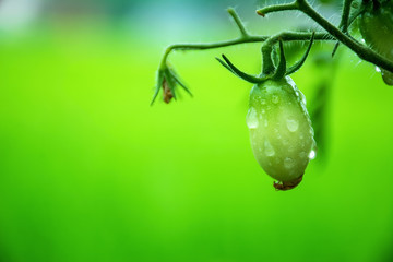 The growth of the green Cherry Tomatoes