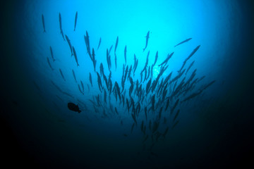 Fototapeta na wymiar School of Chevron Barracuda fish 