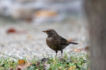 A female blackbird looking for food on the ground