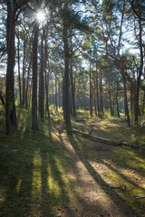 Obraz premium Wald bei Julisruh auf Insel Rügen