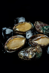 Abalone and ice cubes on black background