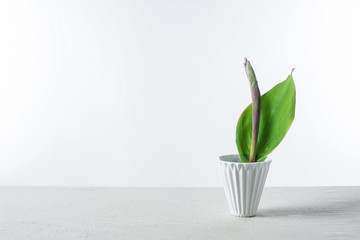 Elegant flower arrangement / flower path / canna leaf