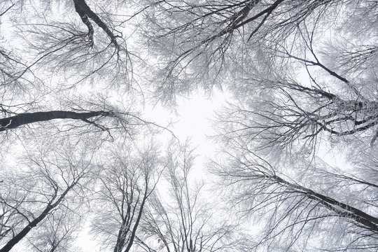Fototapeta Winter forest, view from below. Leafless winter trees with snow on branches