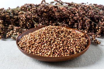 Red sorghum in autumn harvest