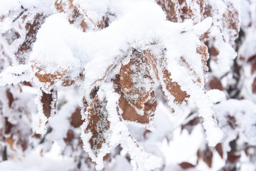 Frozen leaf, snow on leaves. Winter background, cold temperature and snow on plants