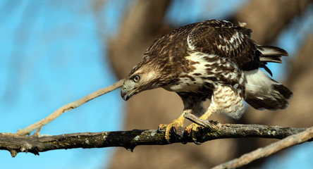 Red tailed hawk hunting for prey below. 