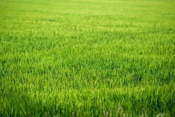 Background of rice paddies (seedlings of rice, grass trees), green wallpaper of nature 