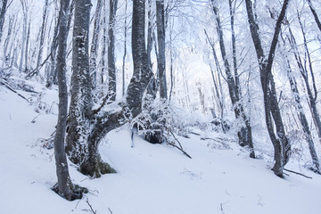 Winter Forest Landscape. Snow on trees in mountain forest. Concept of winter and snow