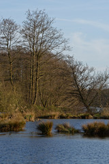 Fototapeta na wymiar Roterlen am Seeufer im Naturschutzgebiet Schwalm-Nette
