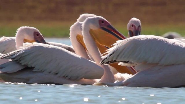 Great white pelican swimming in the lake Beautiful shot of Great white pelican swimming in the lake
