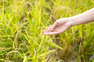 woman hand hold rice , rice field