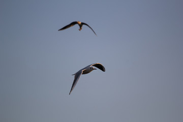 seagulls flying in the sky