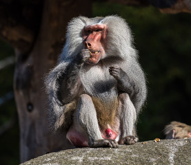 Mantelpavian - Hamadryas baboon