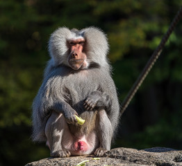 Mantelpavian - Hamadryas baboon