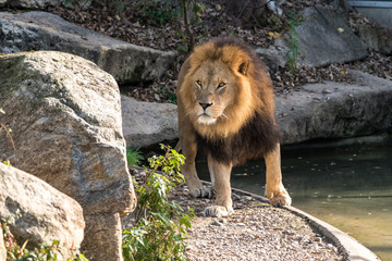 Löwe - Panthera leo