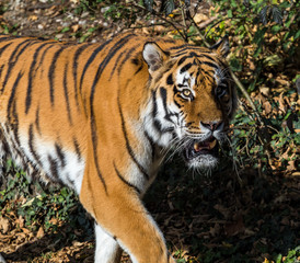 Tiger - Panthera tigris
