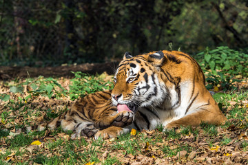 Tiger - Panthera tigris