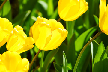 Obraz premium チューリップ咲く昭和記念公園