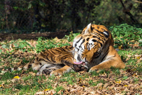 Tiger - Panthera tigris