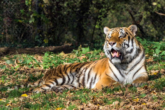 Tiger - Panthera tigris