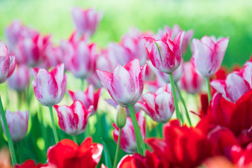 Fototapeta premium チューリップ咲く昭和記念公園