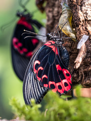 Fototapeta premium Scharlachroter Schwalbenschwanz - Papilio rumanzovia