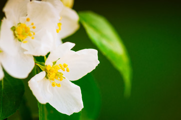 Obraz premium Apple tree blossom close up. Blurred background. Toned.