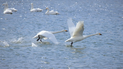 Fototapeta na wymiar 飛び立つハクチョウ（16：9）　Swans take off