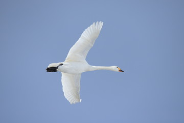 ハクチョウ　Swan