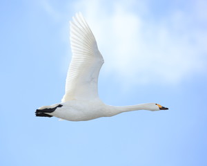 ハクチョウ　Swan