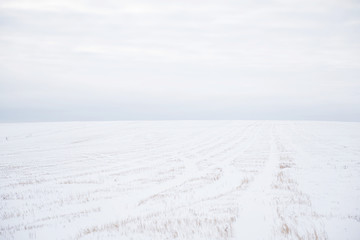 Winter landscape. White Background. Snow-covered field.