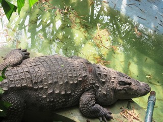 Krokodil im Zoo von Mysore / Südindien