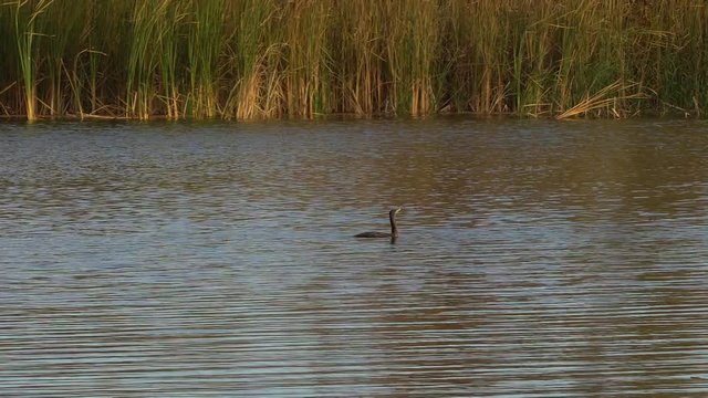 Black cormorant swimming in the lake