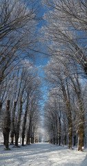Bäume im Winter - Hochformat