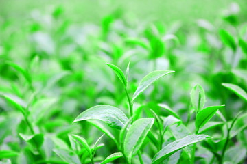 Fototapeta na wymiar tea leaf in tea plantation on high land Changrai Thailand
