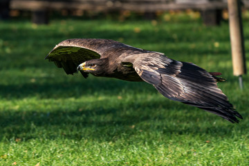 Wüstenbussard - Parabuteo unicinctus - Harris Hawk