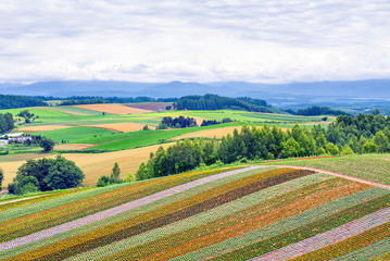 Scenic Landscape of Flower Garden at Shikisai No Oka Flower Garden in Summer, Biei, Hokkaido