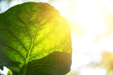 Closeup green leaf with sunlight for bio science of chlorophyll and process of photosynthesis in...