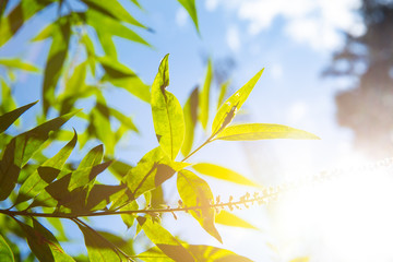 Obraz premium Green leaves sunny sky light freshness of nature.