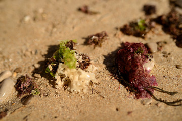 View of the beach, Galapagos beach, Portugal
