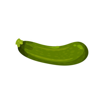 Cartoon icon of fresh green zucchini. Ripe and healthy vegetable. Organic food. Natural farm product. Vegetarian nutrition.