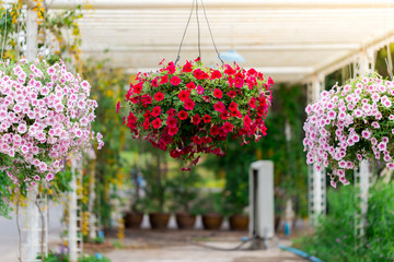 Flowers in nature.