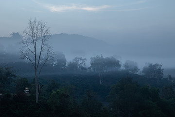 Obraz na płótnie Canvas Frightening mist forest mysterious woods landscape fog dark in winter.