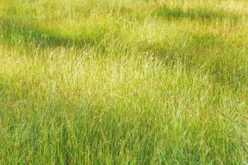 green meadow grass field softly morning light and shade.