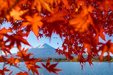 Mount Fuji and Red Maple at Kawaguchiko Lake, Japan in Autumn