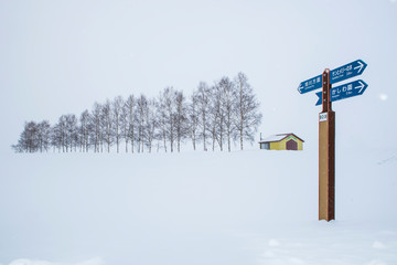 Seven Stars Tree in WInter at Biei Patchwork Road, Hokkaido, Japan