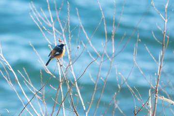 Male daurian redstart perches on a twig over a lake.