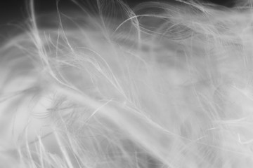 bird hair in macro view, the light on fiber abstract background