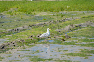 Möwe im Watt