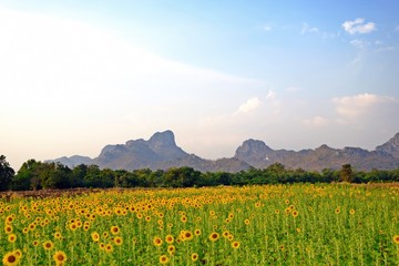 Obraz premium Ładny widok na kwitnące pole słoneczników z górami w tle w jasny, świecący dzień.